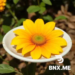ደብሮት ጫካ ውስጥ ተቀምጦ በኮምፒተር ፊልም እያየ እና ለአይን የሚስብ እና ስሜት የሚሰጥ አርገው